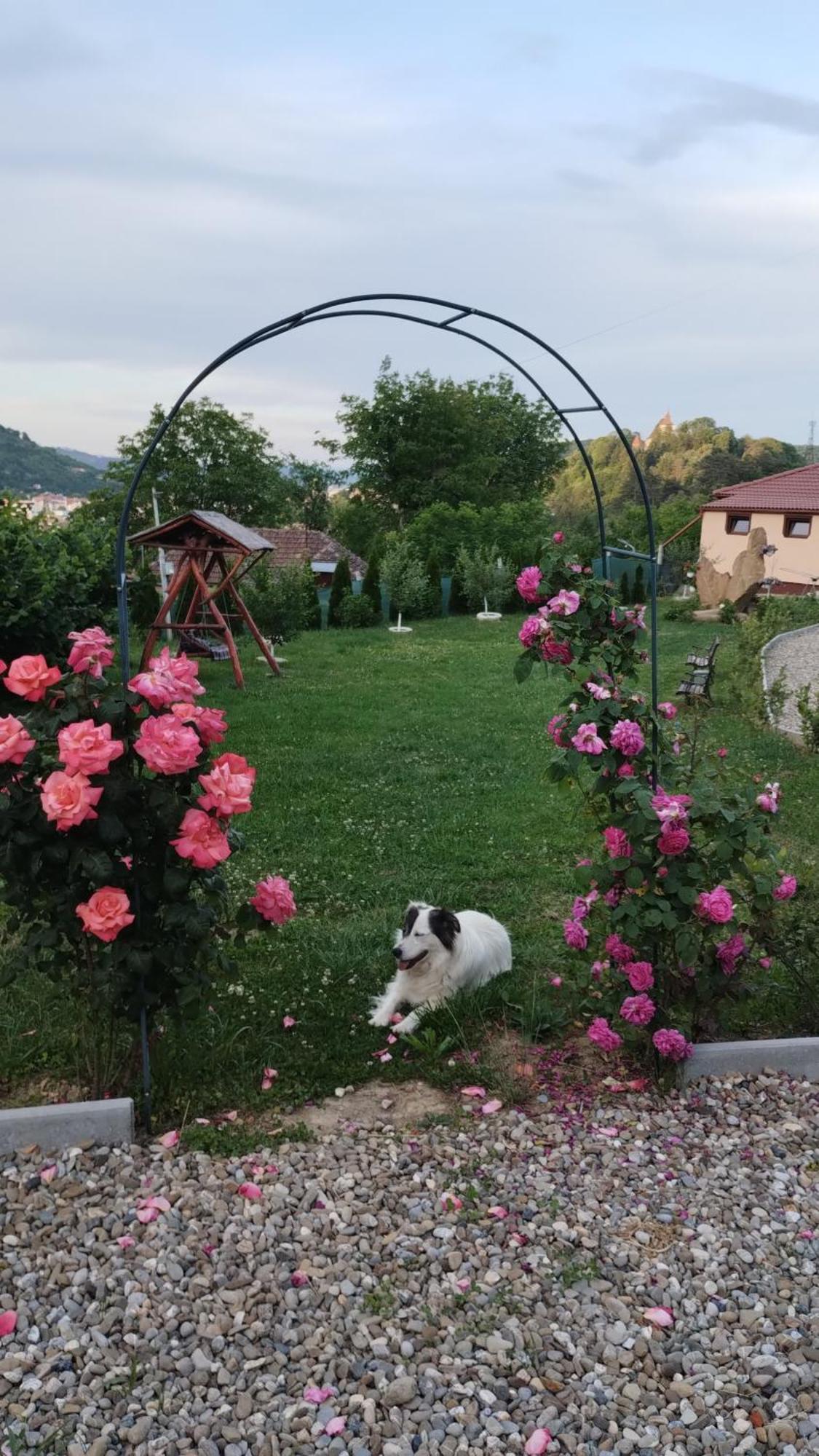 Chalets Du Bf Sighişoara Exteriör bild